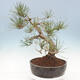 Outdoor bonsai - Pinus sylvestris Watereri - Scots Pine - 4/4