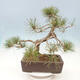 Outdoor bonsai - Pinus sylvestris Watereri - Scots Pine - 4/4