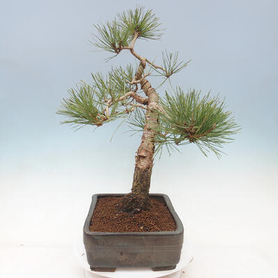 Outdoor bonsai - Pinus sylvestris Watereri - Scots Pine - 4