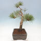 Outdoor bonsai - Pinus sylvestris Watereri - Scots Pine - 4/5