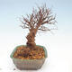Outdoor bonsai - Zelkova - Zelkova NIRE - 4/5