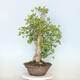 Outdoor bonsai - Jinan biloba - Ginkgo biloba - 4/4
