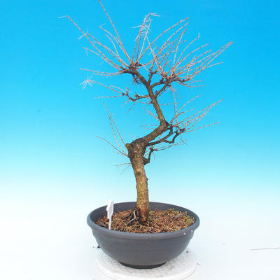 Outdoor bonsai - Larix decidua - 4