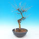 Outdoor bonsai - Larix decidua - 4/4