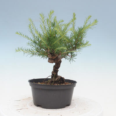 Outdoor bonsai -Larix decidua - Larch - 4