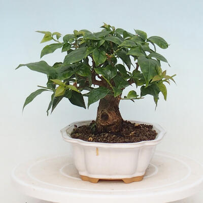 Indoor bonsai - Bouganwilea - 4