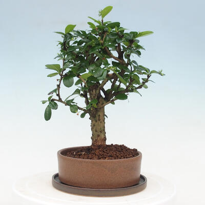 Indoor bonsai with saucer - Carmona macrophylla - Fuki tea - 4
