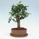Indoor bonsai with saucer - Carmona macrophylla - Fuki tea - 4/7