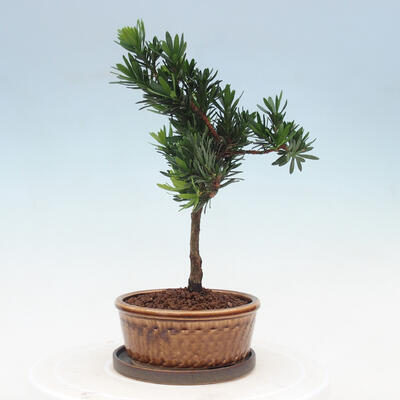 Indoor bonsai with a saucer - Podocarpus - Stone yew - 4