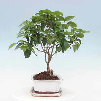 Indoor bonsai with a saucer - Australian cherry - Eugenia uniflora - 4