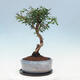 Indoor bonsai with a saucer - Australian cherry - Eugenia uniflora - 4/4