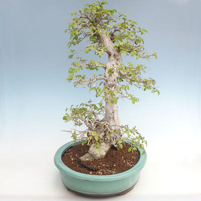 Outdoor bonsai -Carpinus CARPINOIDES - Korean Hornbeam VB2020-566 - 4