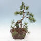 Outdoor bonsai - Pinus mugo - Pine Kneeling - 4/4