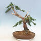 Outdoor bonsai - Juniperus chinensis - Chinese juniper - 4/6