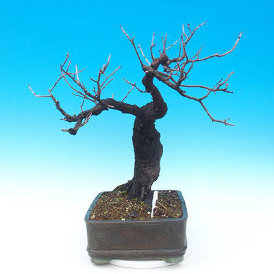 Outdoor bonsai - Mahalebka - Prunus mahaleb - 4