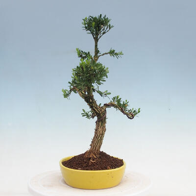 Indoor bonsai - Buxus harlandii - Cork boxwood - 4