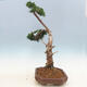 Outdoor bonsai - Juniperus chinensis - Chinese juniper - 4/6