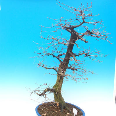 Outdoor bonsai - Common carp - Carpinus carpinoides - 4