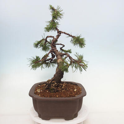 Outdoor bonsai - Pinus mugo - Pine Kneeling - 4