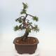 Outdoor bonsai - Pinus mugo - Pine Kneeling - 4/5