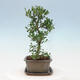 Indoor bonsai with a saucer - Ilex crenata - Holly - 4/6