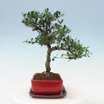 Indoor bonsai with a saucer - Ilex crenata - Holly - 4