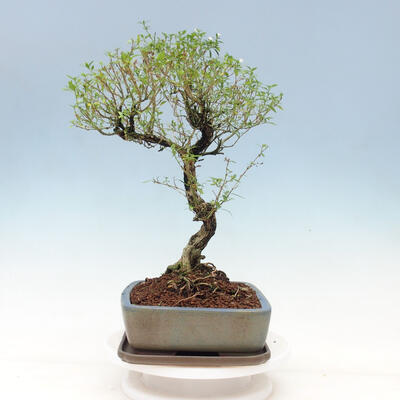 Indoor bonsai - Serissa foetida Variegata - Tree of a thousand stars - 4