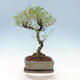 Indoor bonsai - Serissa foetida Variegata - Tree of a thousand stars - 4/4