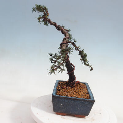 Outdoor bonsai - Cedrus Libani Brevifolia - Cedar green - 4