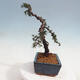 Outdoor bonsai - Cedrus Libani Brevifolia - Cedar green - 4/5