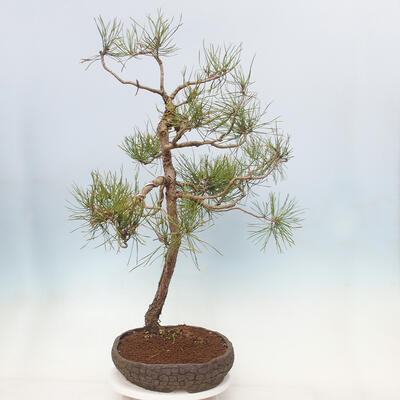 Outdoor bonsai - Pinus sylvestris - Scots pine - 4
