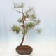 Outdoor bonsai - Pinus sylvestris - Scots pine - 4/4