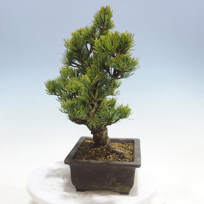 Outdoor bonsai - Pinus parviflora - Small-flowered pine - 4