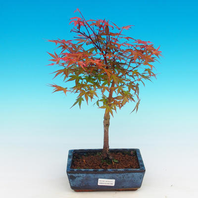 Outdoor Bonsai - Acer palmatum Beni Tsucasa - Japanese Maple - 4