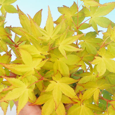 Outdoor bonsai - Acer palmatum Aureum - Golden Japanese Maple - 4