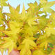 Outdoor bonsai - Acer palmatum Aureum - Golden Japanese Maple - 3/3