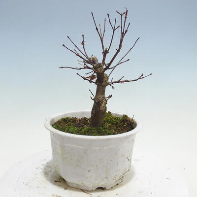 Outdoor bonsai - Maple palmatum DESHOJO - Maple palmate - 4