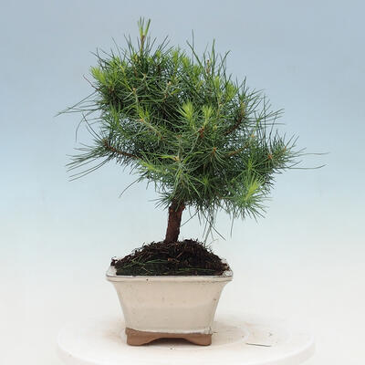 Indoor bonsai-Pinus halepensis - 4