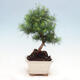 Indoor bonsai-Pinus halepensis - 4/4