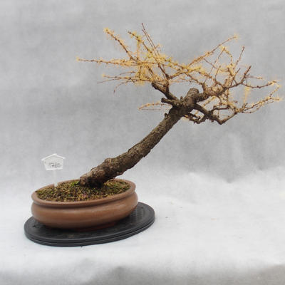 Outdoor bonsai deciduous -Modřín - Larix decidua - 4