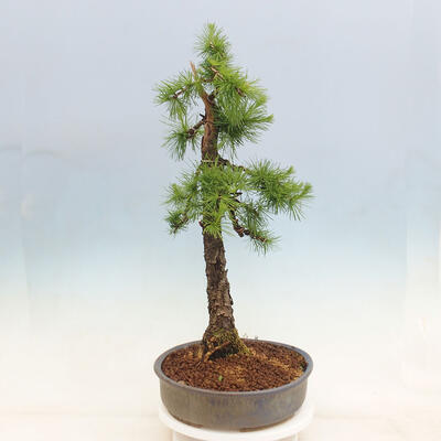 Outdoor bonsai - Larix decidua - Deciduous larch - 4