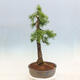 Outdoor bonsai - Larix decidua - Deciduous larch - 4/6