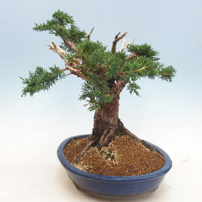 Outdoor bonsai - Juniperus chinensis - Chinese juniper - 4