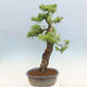 Outdoor bonsai - Larix decidua - Deciduous larch - 4/6