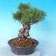 Pinus thunbergii - Thunberg Pine - 4/5