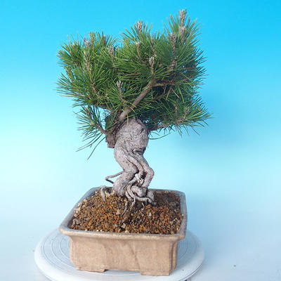 Pinus thunbergii - Thunberg Pine - 4