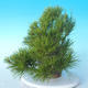 Pinus thunbergii - Thunberg Pine - 4/5