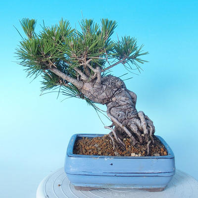 Pinus thunbergii - Thunberg Pine - 4
