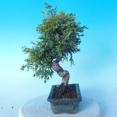 Outdoor bonsai - Juniperus chinensis ITOIGAWA - Chinese Juniper - 4