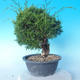Outdoor bonsai - Juniperus chinensis ITOIGAWA - Chinese Juniper - 4/6